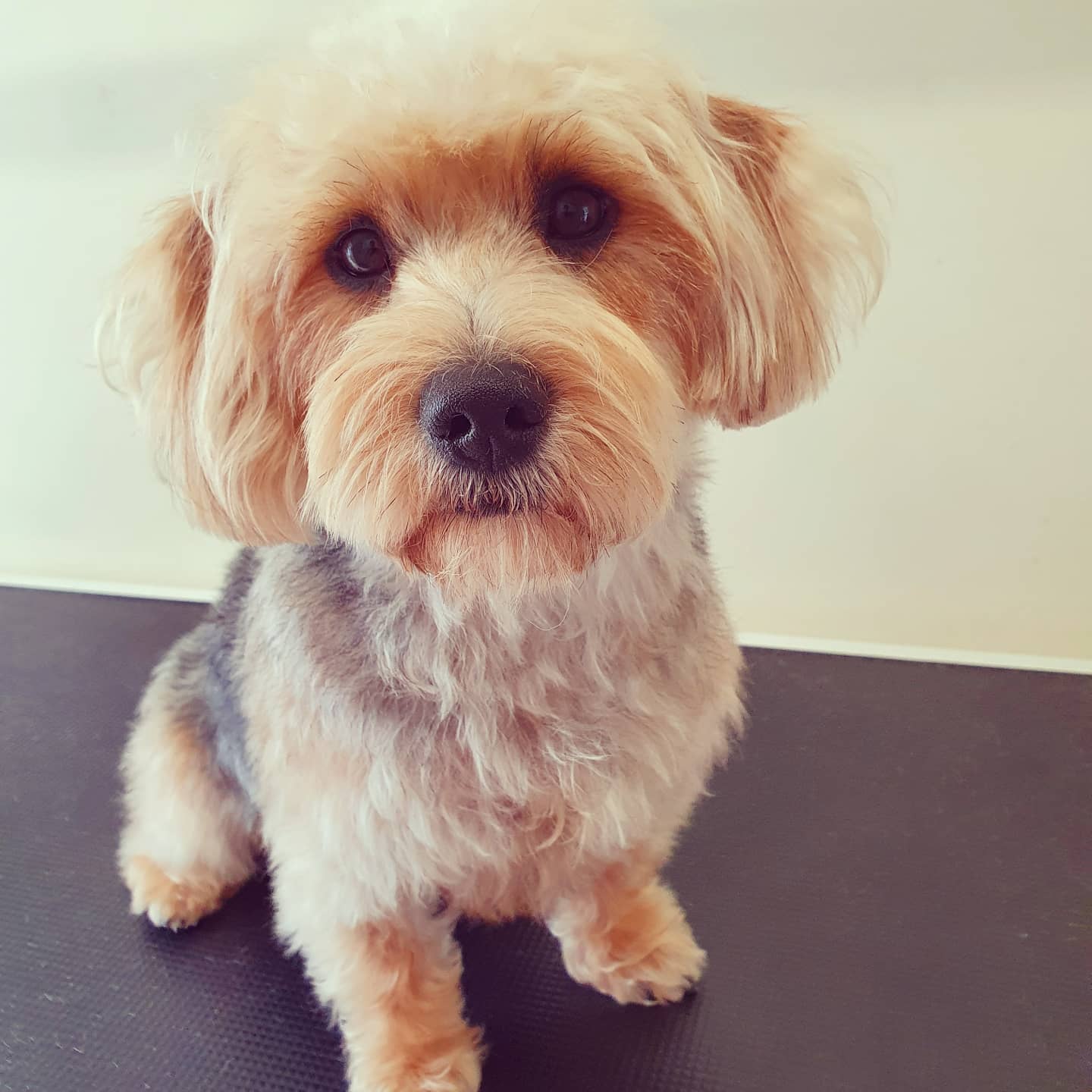 worthing dog groomer - suki - yorkie x jack russel x daschund